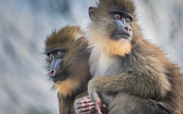 Inspiring Wildlife Conservation Activists